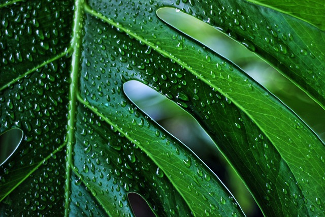 Monstera Madness: Bliv inspireret af de mest kreative måder at bruge Monstera-planter i din bolig