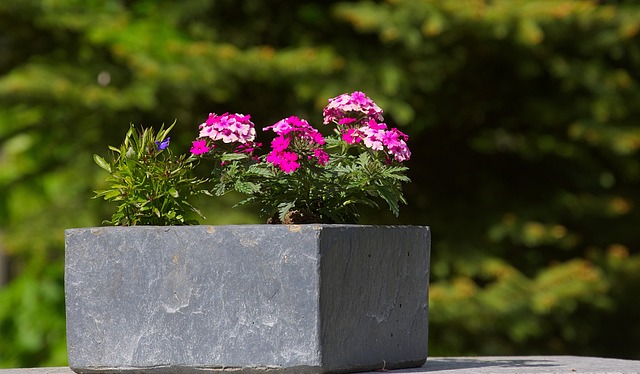 3 ting du skal vide om plantekasser på hjul