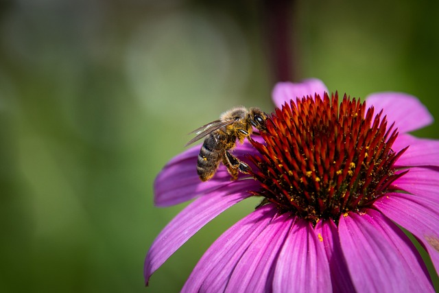 Echinacea: Naturens egen medicin mod forkølelse og influenza